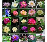100 Pièces BOL Graines De Plantes De Lotus, Décoration Hydroponique, Graines De Lotus Pour La Culture du Jardin, Facile à Cultiver,100 pcs
