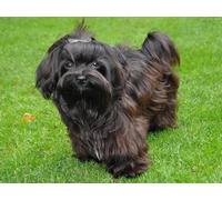 100 Pieces Jigsaw Puzzles For Adults Family Game Adult Decompression Education Gift For Diy Intellective Educational Game Toys Black Shih Tzu Dog In The Park 45,5x35,5CM