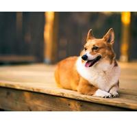 100 Pieces Stained Art Jigsaw Puzzle Adult Home Decoration Smart Corgi 45,5x35,5CM