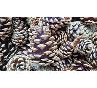 50 Pine Cones, Mixed Sizes 4-7cm: Natural, Open and Dried - Professional Quality