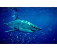 100 puzzle pieces for adults and children puzzles, sharks, food, small fish, Papery puzzles, panorama art, DIY, leisure games, fun, gift toy. 45.5x35.5CM