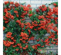 Gardeners Dream Pyracantha Red Column Garden Plant - Compact Size, Vibrant Red Berries (20-40Cm, 100 Plants)