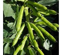 100 Seed of Broad Bean Witkiem Manita