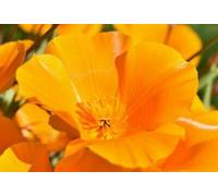 100 Seeds of California Poppy Golden Yellow