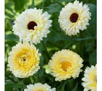 100 Seeds of Flower Calendula Snow Princess