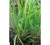 100 Seeds of Herb Lemon Grass Cymbopogon Flexuosus