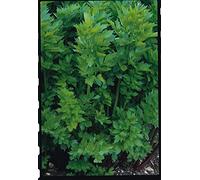 100 Seeds of Herb Lovage Levisticum Officinale