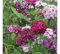 100 Seeds of Organic Sweet William Cottage Mixed