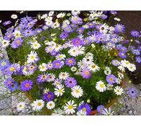100 Seeds of Swan River Daisy Mix Brachycome Iberidif Seeds Garden Easy Grow Flower