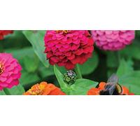 100 Seeds of Zinnia Cupid Mixed