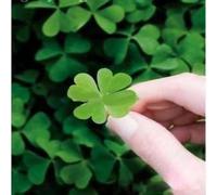 100 Seeds/pack Four Leaf Clover Seeds Bonsai Potted Flower Seed For Balcony Garden Decoration