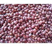100 Semi - SEMI organico rosso fagioli mung ~ noto come Red Chori, Per Spouting, il cibo o la coltivazione