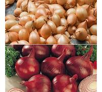 100 x Onion Sets Centurion and Red Baron - RHS Award Winner- Strong in Flavour- for Your Beautiful Garden