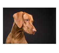 1000(70x50cm)-piece Jigsaw Puzzle Toy Animal Hungarian Vizsla Pet Dog, Family Game