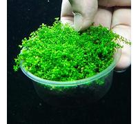 1000 pcs/Bag Mini Dwarf Pearl Plants Aquarium Grass Seed Fish Tank Decoration or