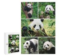 1000 PCS Jigsaws for Teenagerss Puzzle Panda Collage Eating, Climbing, Standing Adult Puzzles Relaxing Games Enhance Memory Parent-child Interaction 1000 PCS