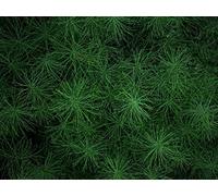 1000 Piece Challenge Jigsaw Puzzle for Adults And Kids Age 14 Years Up - Grass greens plant 75x50cm