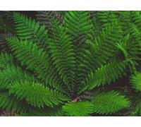 1000 Piece Challenge Jigsaw Puzzle for Adults And Kids Age 14 Years Up - Leaves plant green 75x50cm