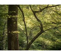 1000 Piece Fun Jigsaw Puzzles for Adults - forests trees branches 75x50cm