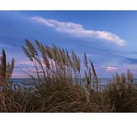 1000 Piece Fun Jigsaw Puzzles for Adults - Grass shore sea 75x50cm
