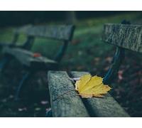 1000 Piece Fun Jigsaw Puzzles for Adults - Leaves autumn bench 75x50cm