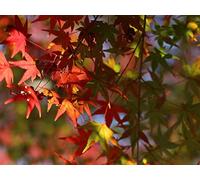 1000 Piece Fun Jigsaw Puzzles for Adults - Maple leaves branch 75x50cm