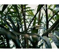 1000 Piece Fun Jigsaw Puzzles for Adults - Plant leaves green 75x50cm