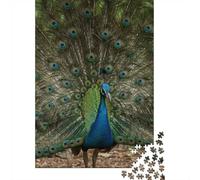 1000 Piece Jigsaw, Peacock Displaying Feathers, 70x50cm/1000pcs