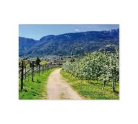 1000 Piece Jigsaw Puzzle，Apple blossom around St Paul's，Adults Children Wood Toy Educational Game（75x50cm）-AS48