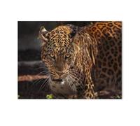 1000 Piece Jigsaw Puzzle，Attractive image of a powerful jaguar as a hunter，Paper Puzzle for Adults Modern Style Unisex（50x70cm）-T55