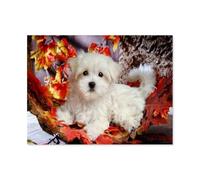1000 piece jigsaw puzzle，Bichon Chien，Paper Jigsaw Puzzle Toys Uniquely shaped jigsaw puzzles Cool jigsaw puzzles are the best gift for adults and kids jigsaw puzzles（50x70cm）-B73