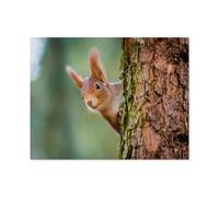 1000 Piece Jigsaw Puzzle，Curious red squirrel peeking out from behind a tree trunk，Adults Children Paper Toy Educational Game（38x26cm）-E45
