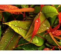 1000 Piece Jigsaw Puzzle Educational Games Home Decoration - Leaves fall drop 75x50cm