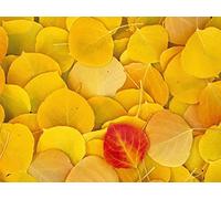 1000 Piece Jigsaw Puzzle Educational Puzzle Family Game for Adults And Kids - Leaves autumn birch 75x50cm