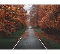 1000 Piece Jigsaw Puzzle Educational Puzzle Family Game for Adults And Kids - Pathway trees fog 75x50cm