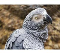 1000 Piece Jigsaw Puzzle for Adults and for Kids Age 12 and Up-African,grey,parrot,parrot,beak 70x50cm