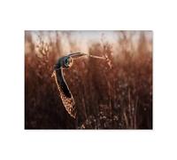 1000 Piece Jigsaw Puzzle for Adults，Barn owl in flight while hunting，wooden Puzzle - for Adults Teens Educational Toys Gifts（75x50cm）-O80