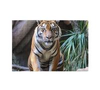 1000 Piece Jigsaw Puzzle for Adults Challenging Puzzles for Game Nights Tiger in The Zoo Wooden Puzzle Personalized Custom Wood Puzzles for Family Picturepuzzle Finished Size 29.5"x19.7"