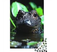 1000 Piece Jigsaw Puzzle for Adults, Close-up of an alligator in water