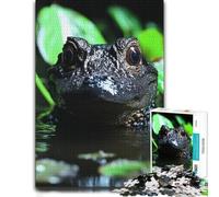 1000 Piece Jigsaw Puzzle for Adults, Close-up of an alligator in water