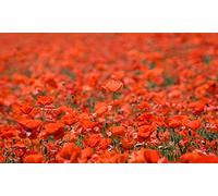 1000 Piece Jigsaw Puzzle For Adults Fields of Poppies Flowers Impuzzible Challenging & Relaxing Jigsaw Puzzle Size 66 x 50 cm