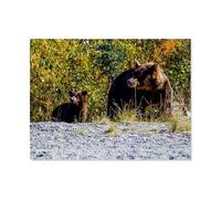 1000 Piece Jigsaw Puzzle for Adults，Grizzly Bears by the Roadside，Paper Puzzle - for Adults Teens Educational Toys Gifts（38x26cm）-AX100