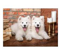 1000 Piece Jigsaw Puzzle - Samoyed Puppies Say Hello