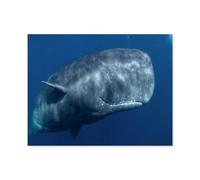 1000 Piece Jigsaw Puzzle，Sperm whale, Physeter macrocephalus, in the Indian Ocean，Puzzle Unique Birthday And Xmas Gifts（50x70cm）-O37