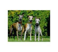 1000 Piece Jigsaw Puzzle，Whippet，Adults Children Wooden Toy Educational Game（75x50cm）-AP48