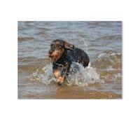 1000 Piece Jigsaw Puzzle，Wire-Haired Dachshund at Water Play，Puzzle Unique Birthday And Xmas Gifts（50x70cm）-AD13