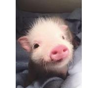 1000 Piece Jigsaw Puzzles - 1000 Pieces for Adults - Pigeon on the Grass - Puzzles - Educational Decompression Game for Family.26x38cm