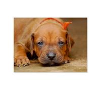 1000 Piece Jigsaw Puzzles Adults Child Educational Toys，Rhodesian Ridgeback，Classic 3D Paper Puzzle Unique Gift Home Decor（50x70cm）-AT96