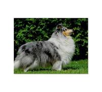 1000 Piece Jigsaw Puzzles Adults Child Educational Toys,Sheltie,Classic 3D Paper Puzzle Unique Gift Home Decor(38x26cm)-AP16
