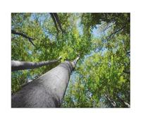 1000 Piece Jigsaw Puzzles，Beech Forest in the Jizera Mountains, Czech Republic, UNESCO World Heritage Site，Puzzles for Adults and Teenagers, for Challenging Puzzle Game and Family Play（75x50cm）-W10